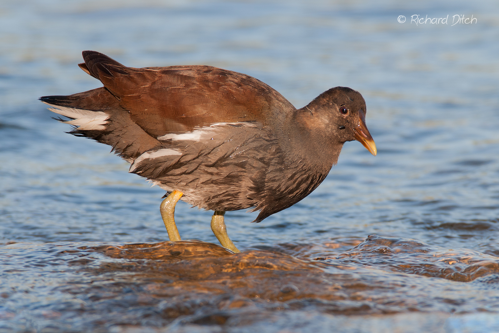 Common Gallinule