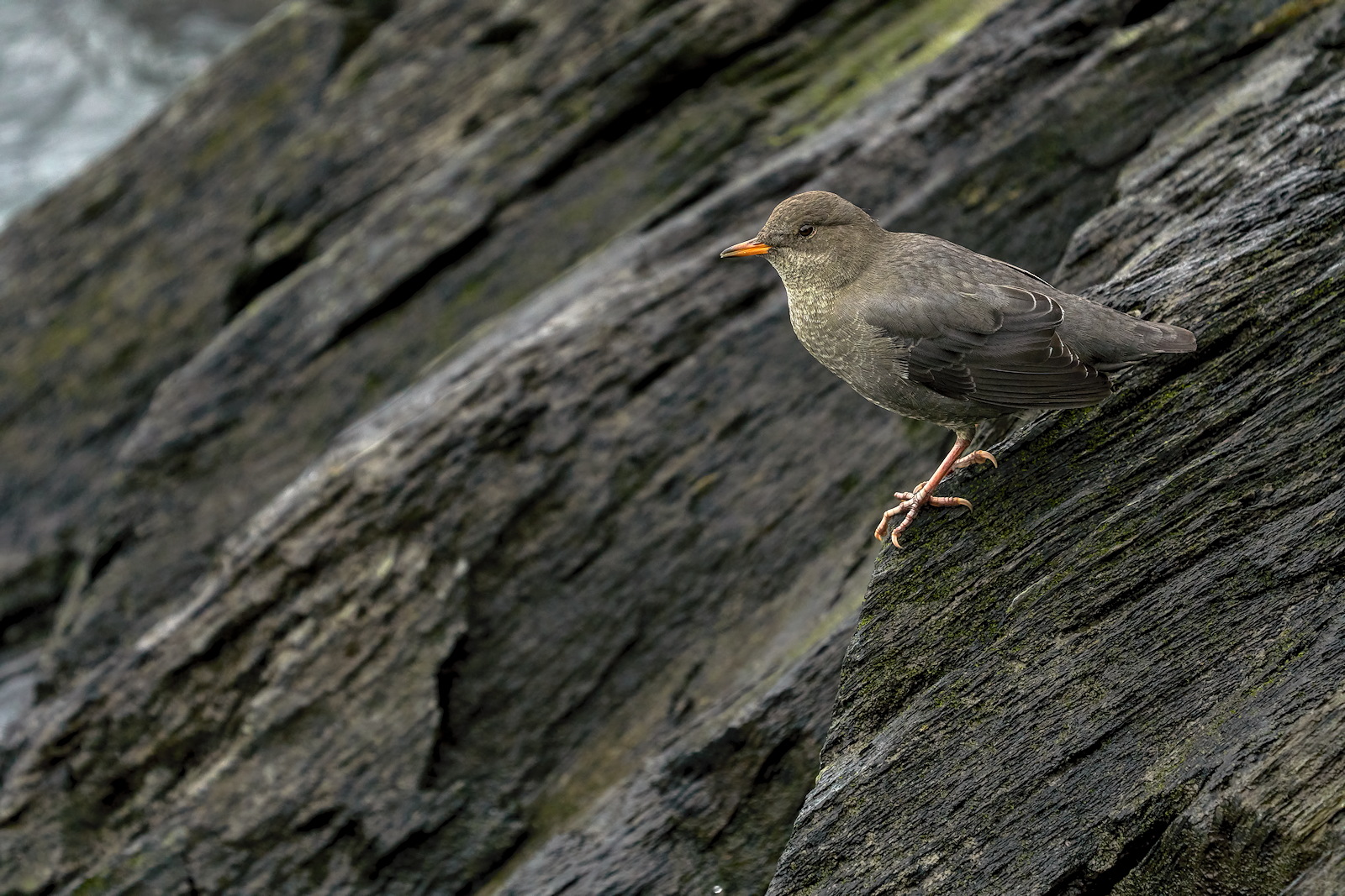 Dipper on the Rocks