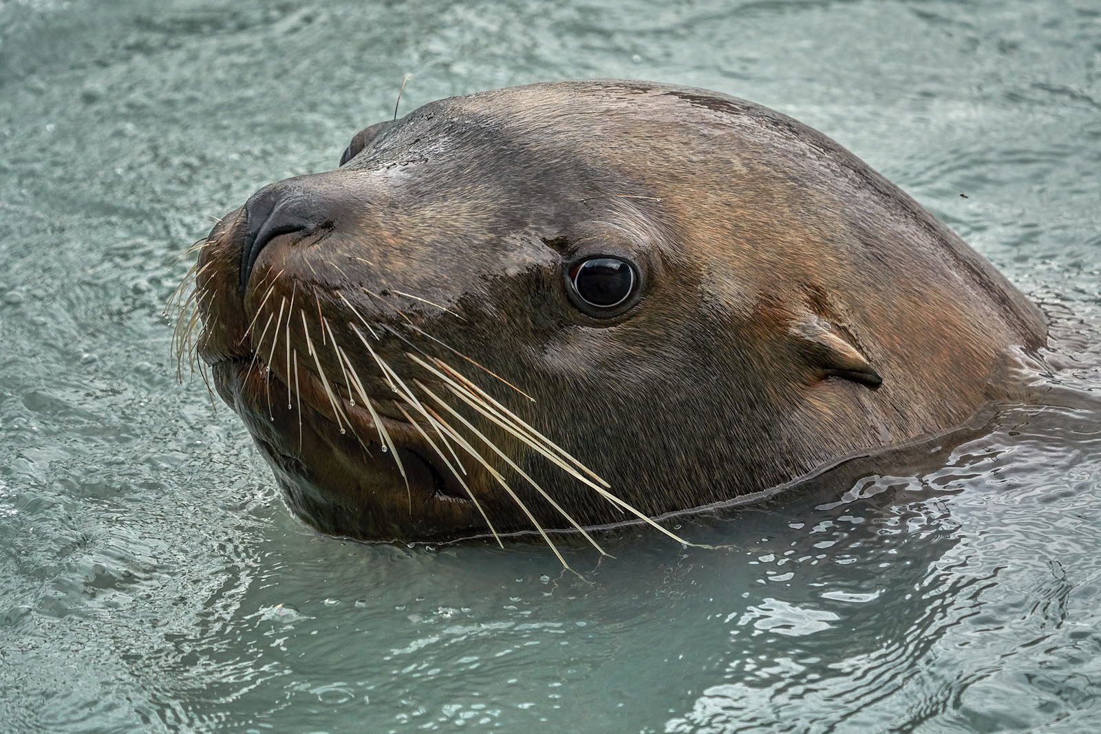 Sea Lion Macro