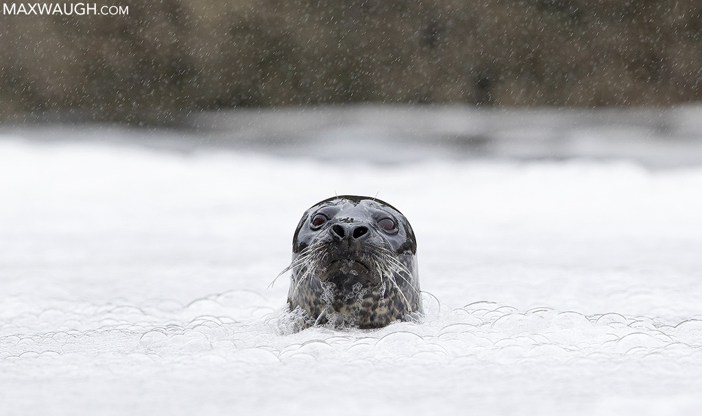 Harbor Seal