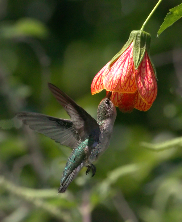 Hummer hook up