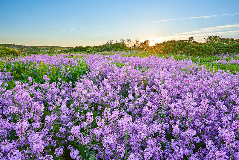Wildflowers repost