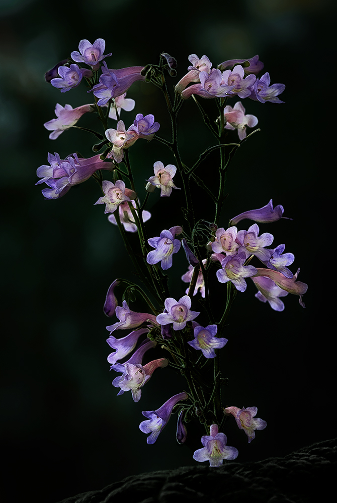 Colors of small flowers