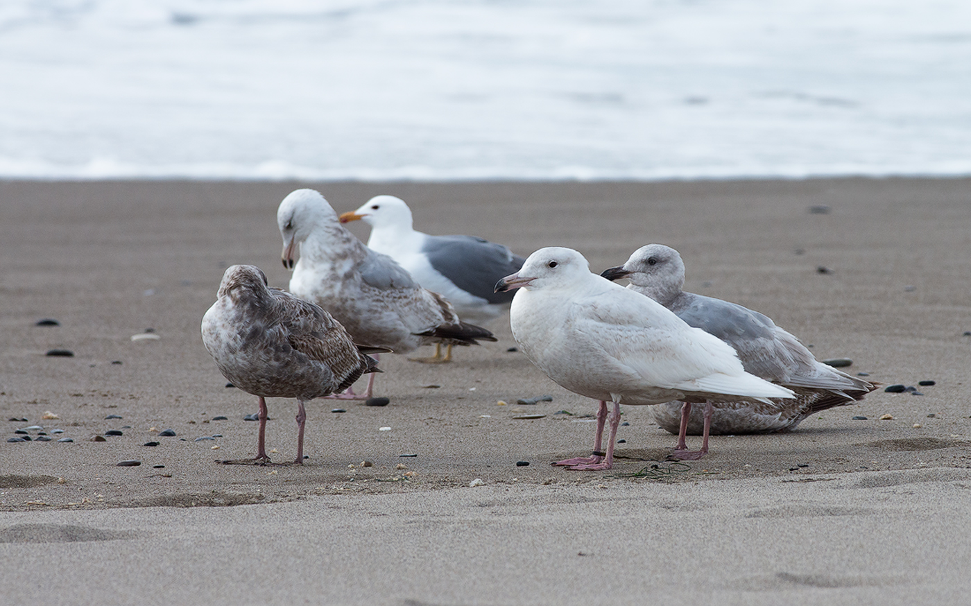 Glaucous Gull