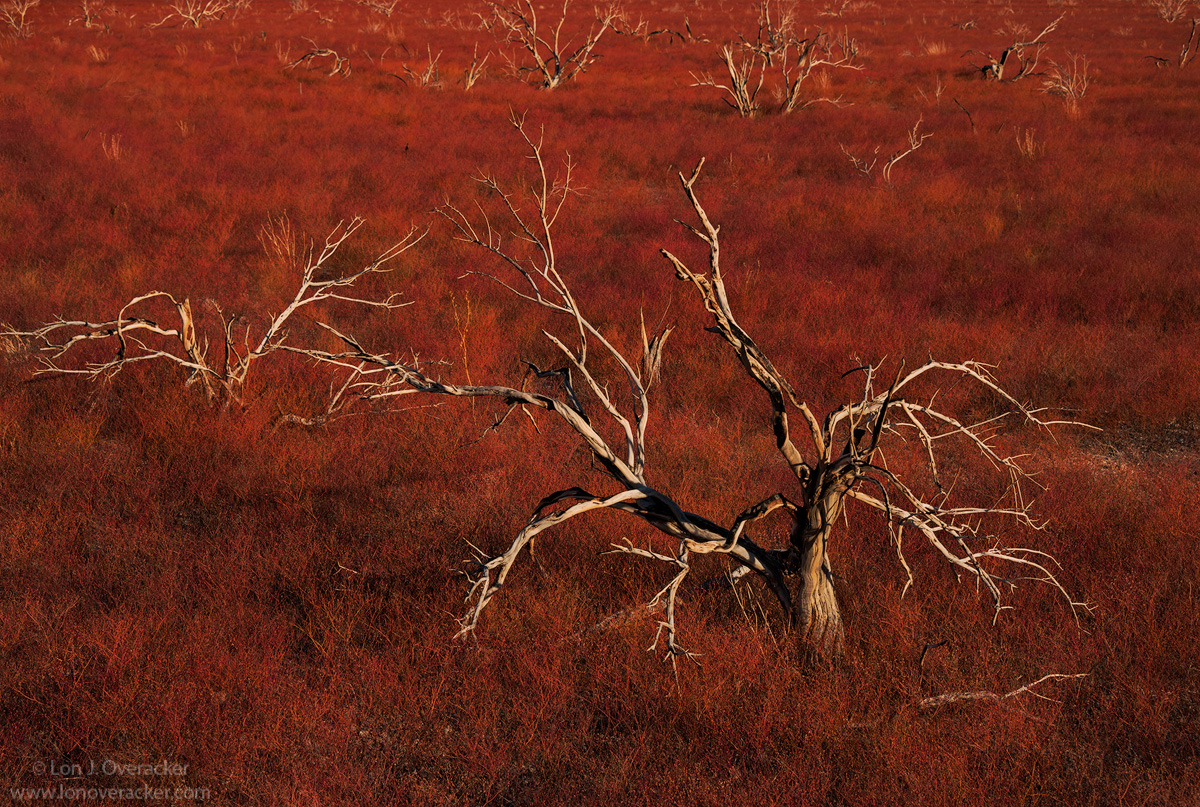 The Boneyard