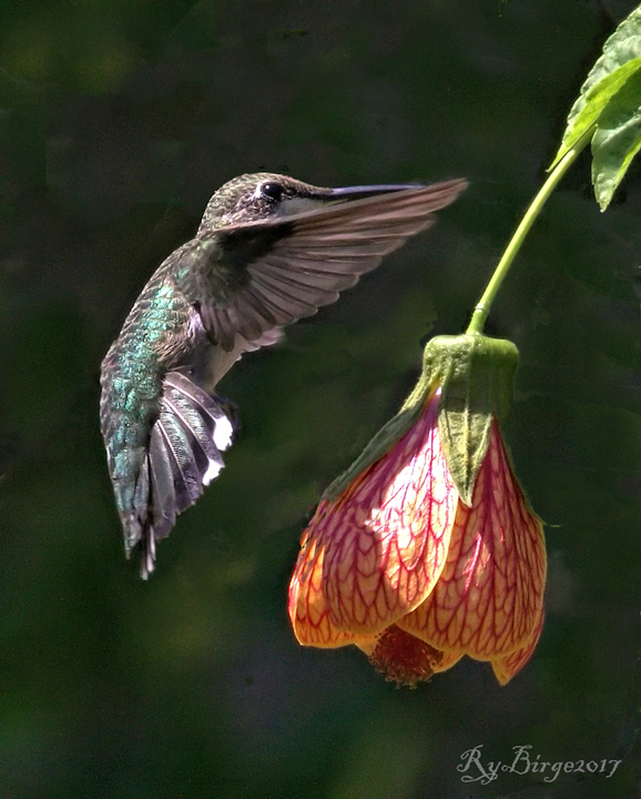 Hovering Hummer