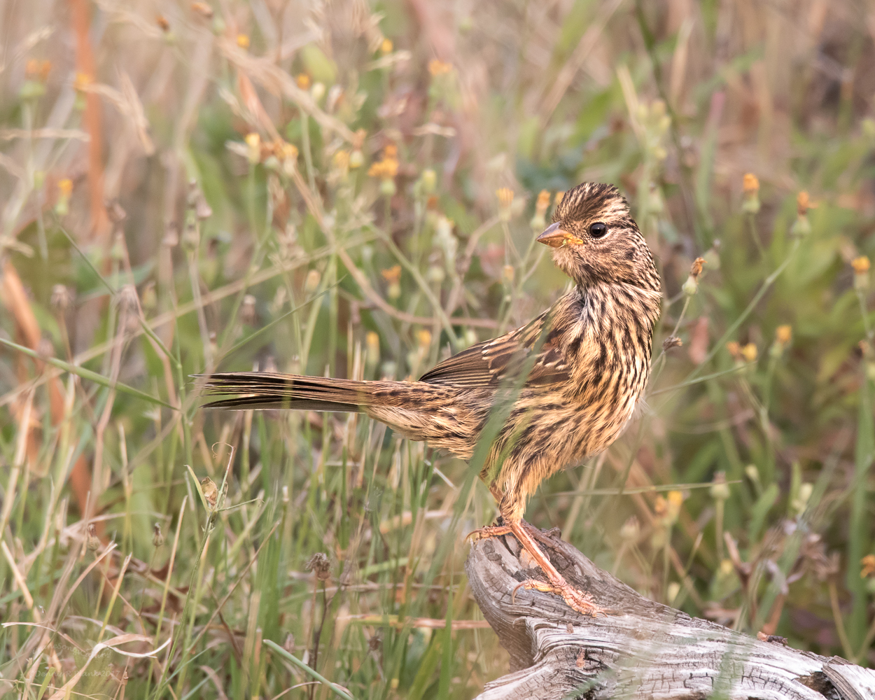 White-crowned Sparrow