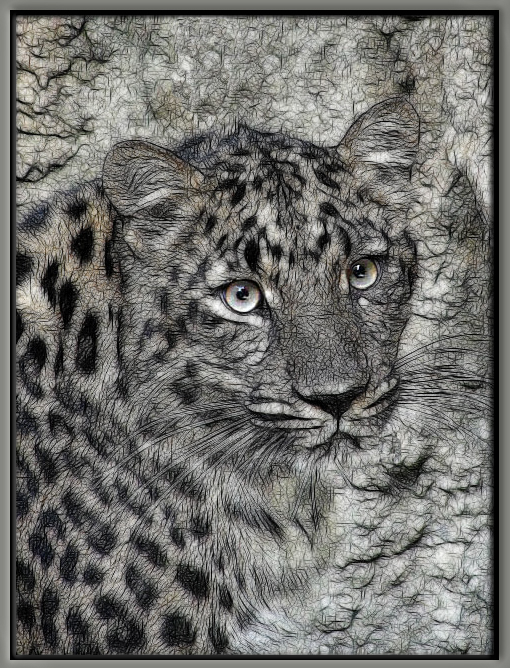 WC #808 - Camoflage