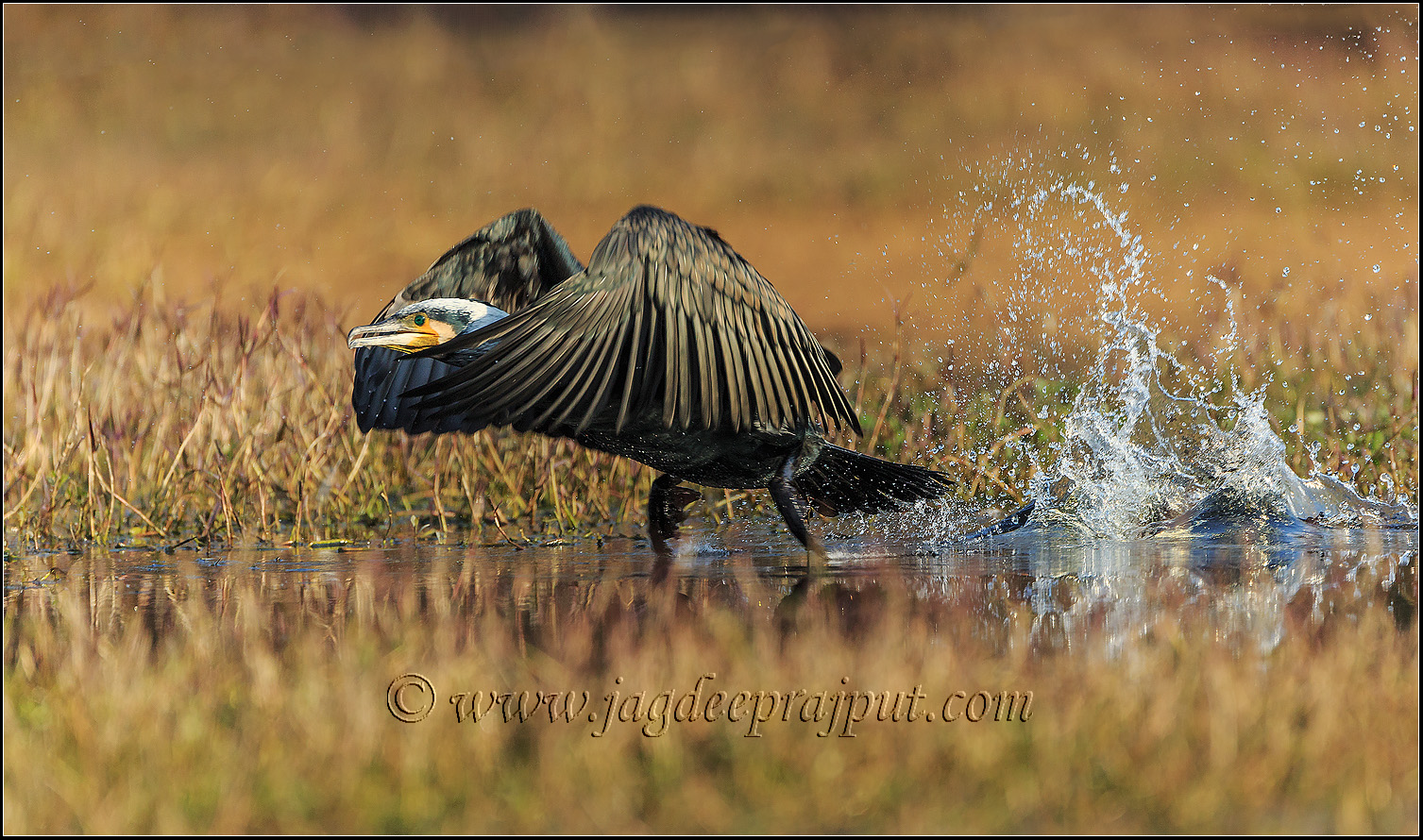 Great Cormorant