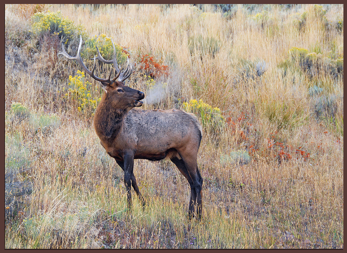 Bugling in the Rut