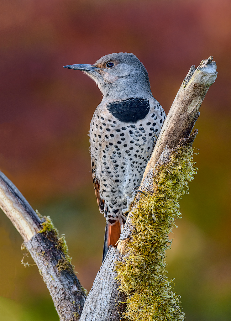 Northern Flicker