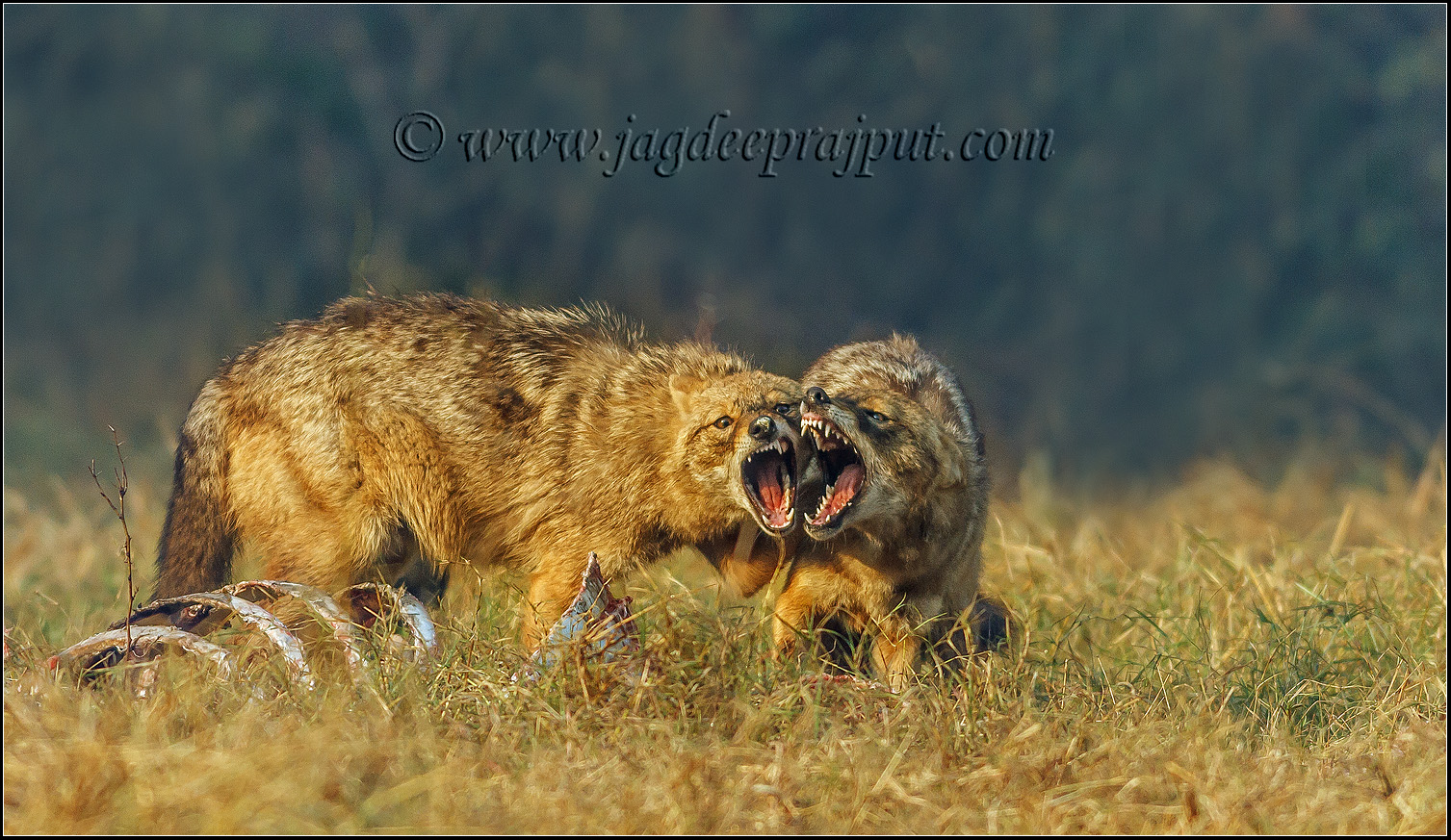 (W-repost) Fighting Jackals