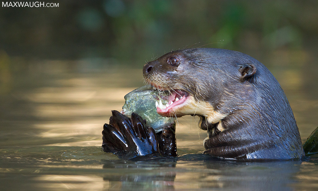 Giant Otter