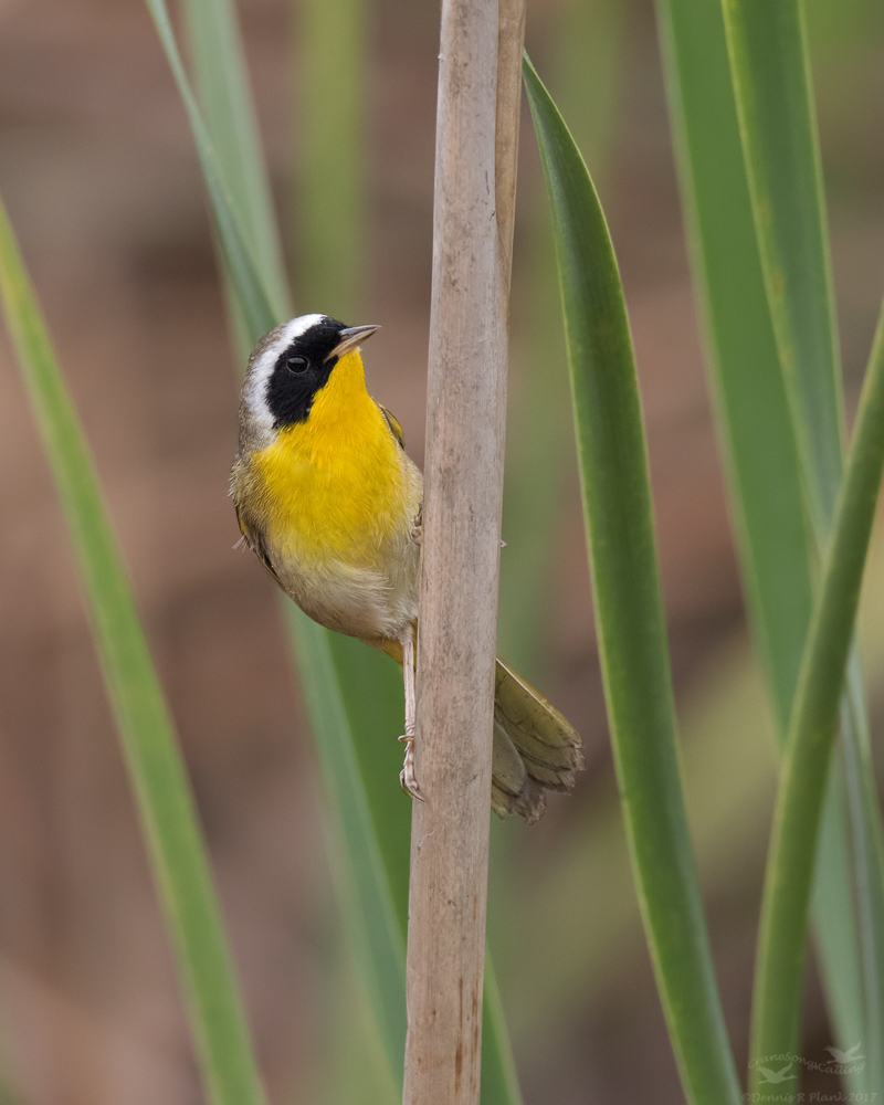 Common Yellowthroat