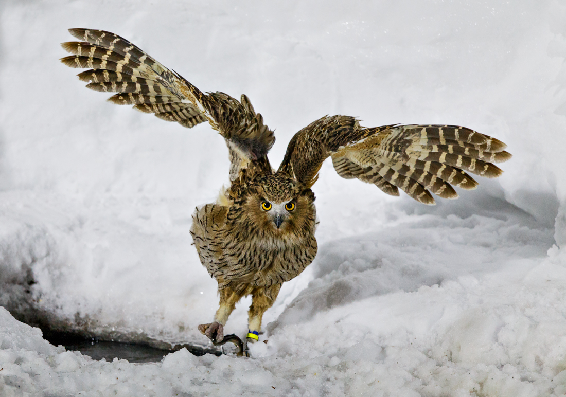 Blakiston's Fish-owl