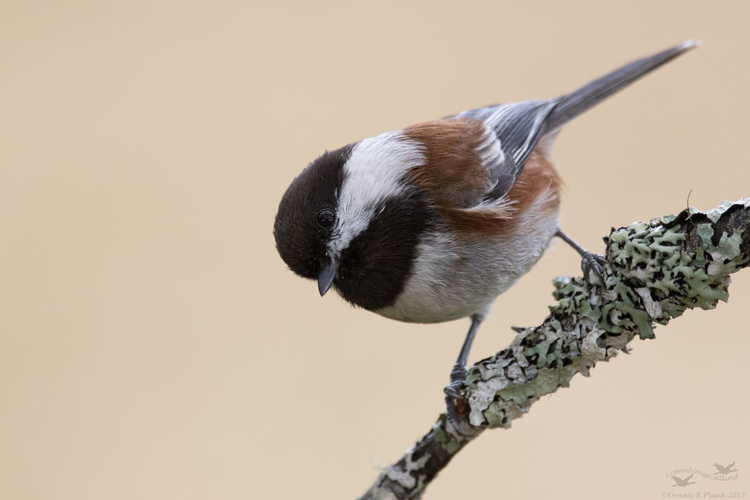 Chestnutbacked Chickadee