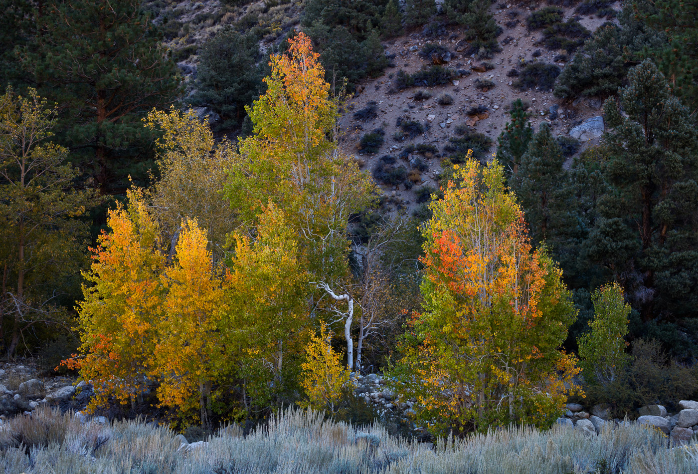 Aspen and Sage