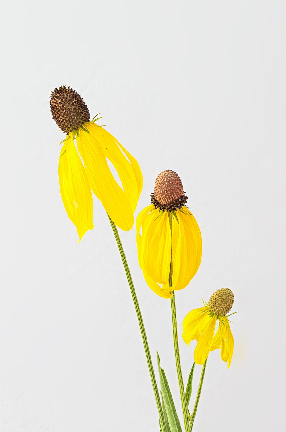 Gray-Headed Coneflower