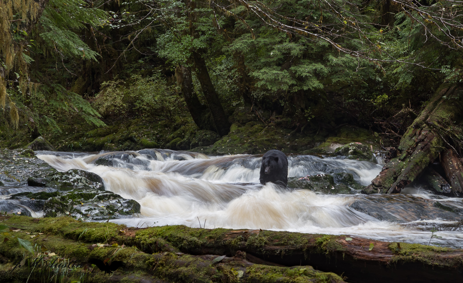 Fishing the Rapids