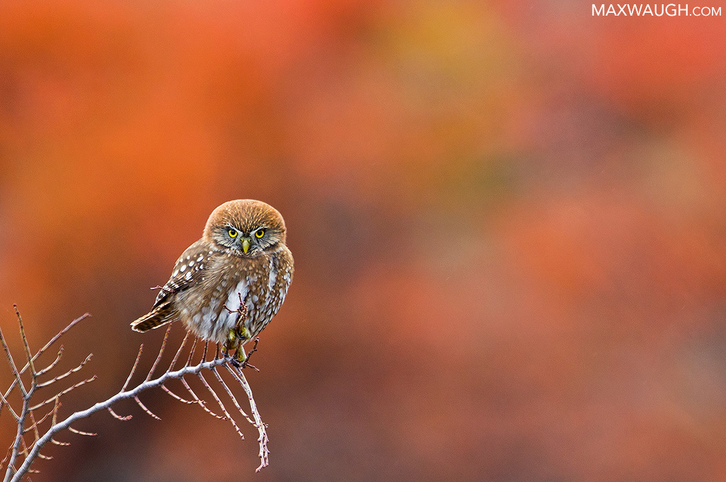 Austral Pygmy Owl