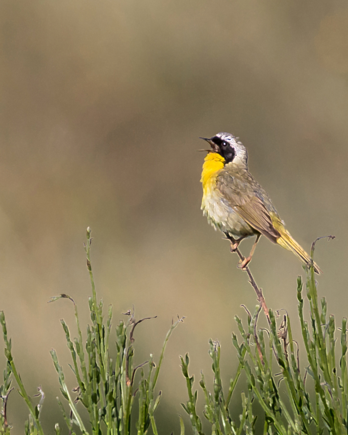 Common Yellowthroat