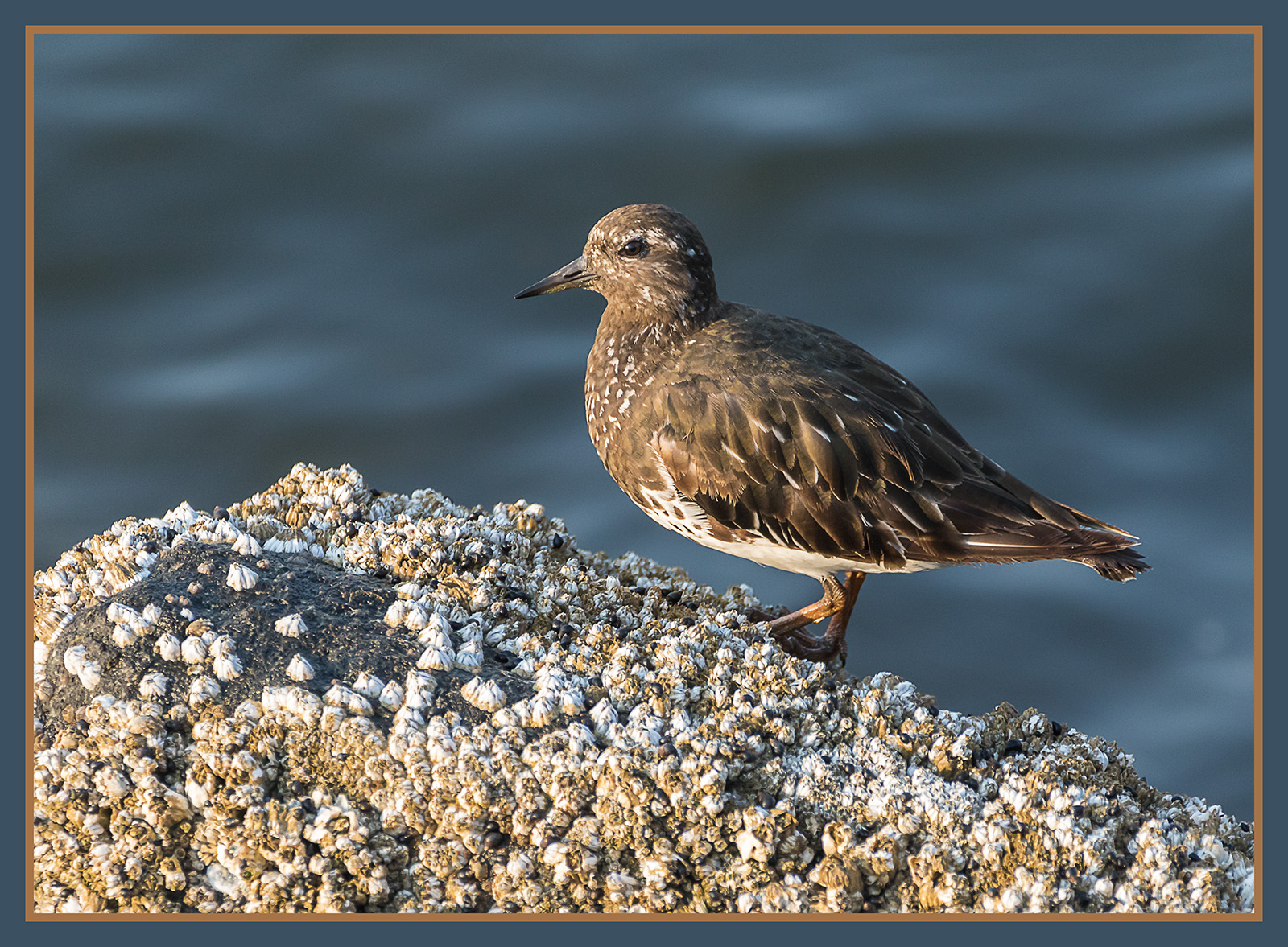 Black Turnstone