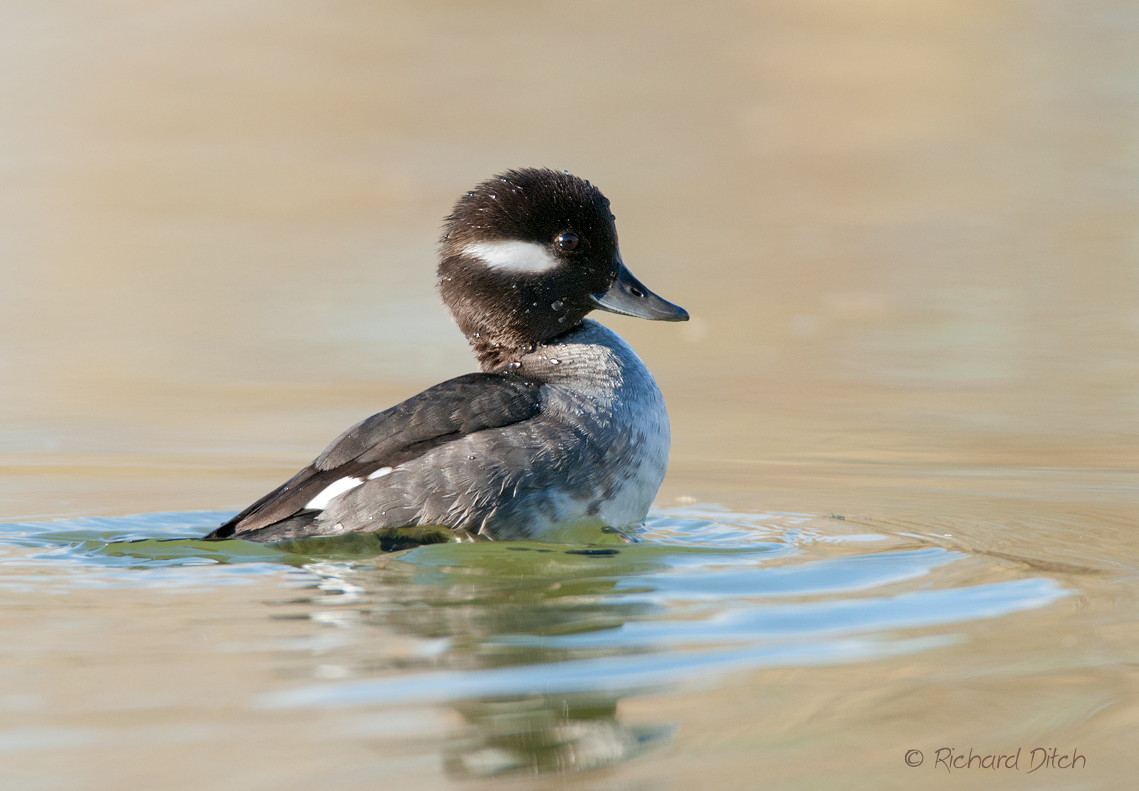 Bufflehead