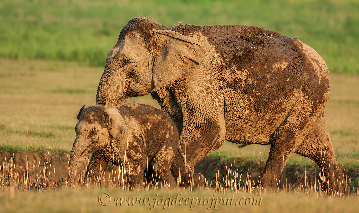 Mother n calf