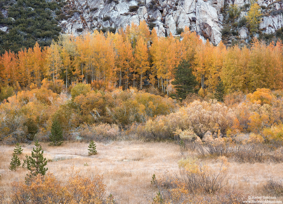 Autumn Meadow Color