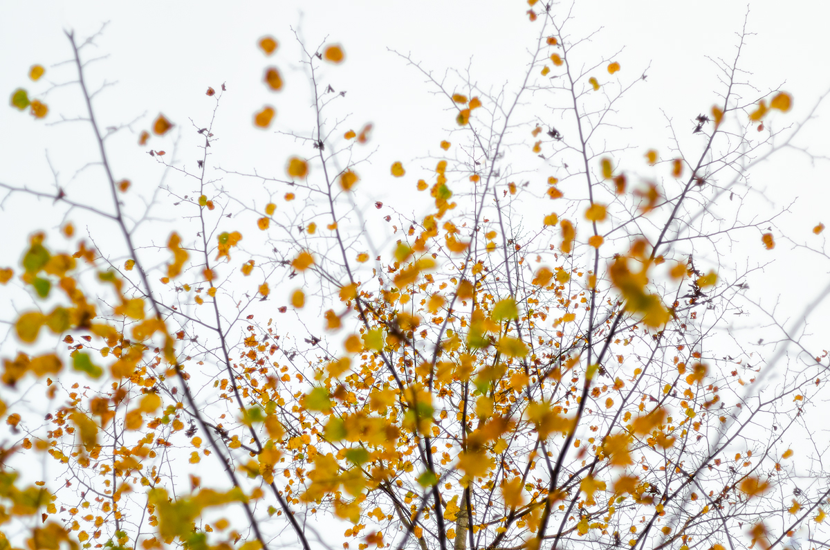 Autumn Carnival