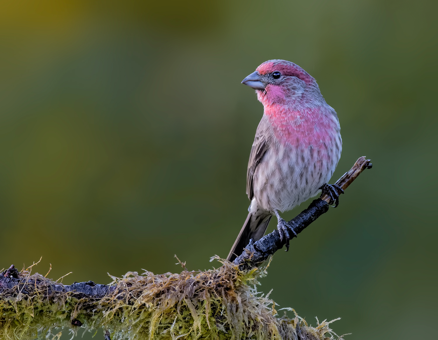 male House Finch (juv)