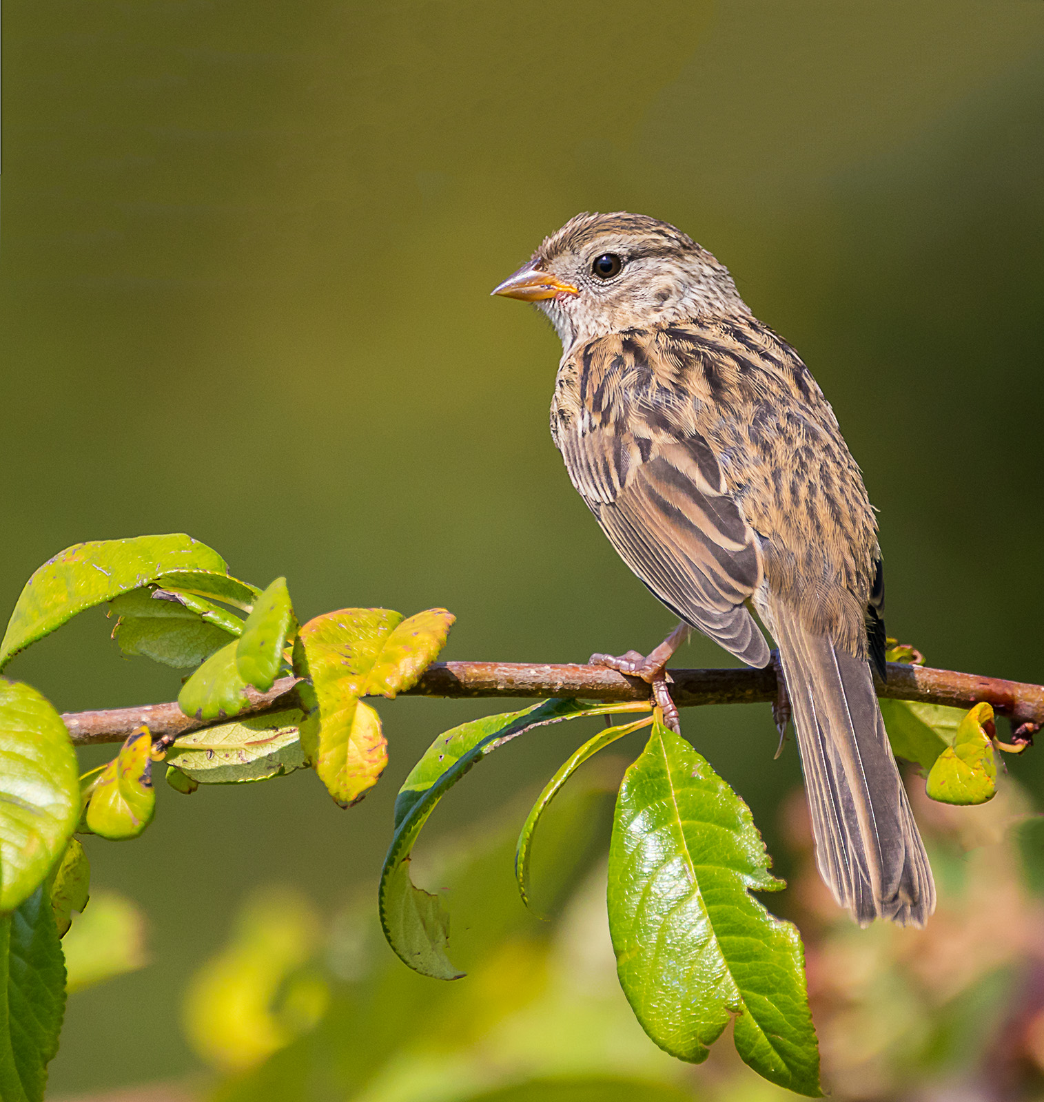 House Sparrow