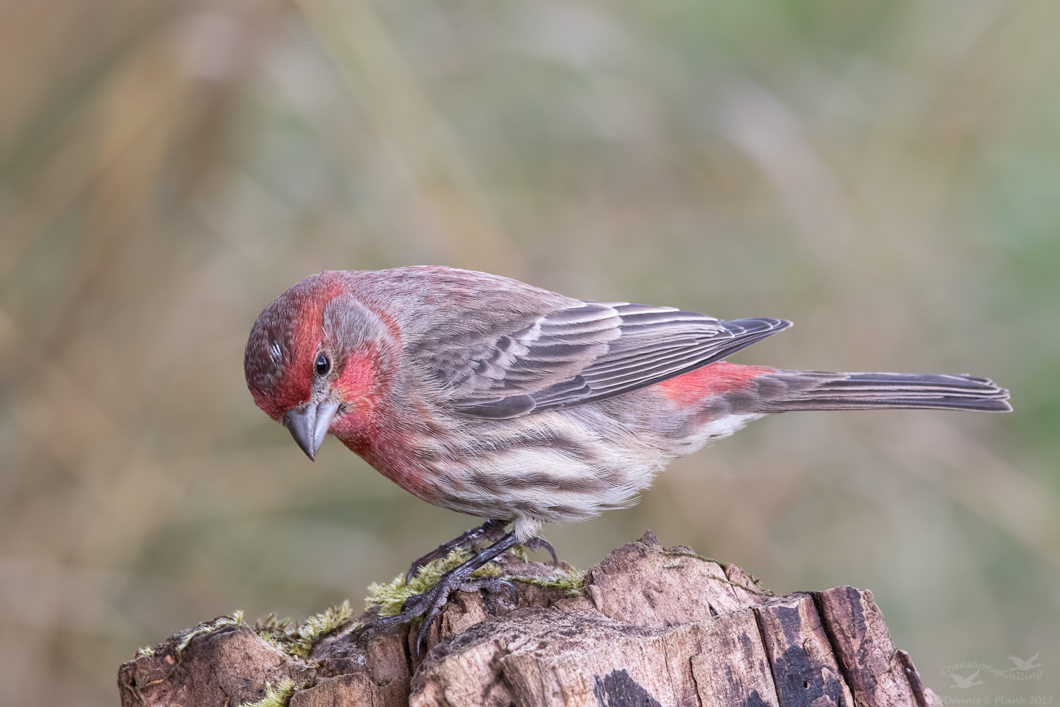 House Finch