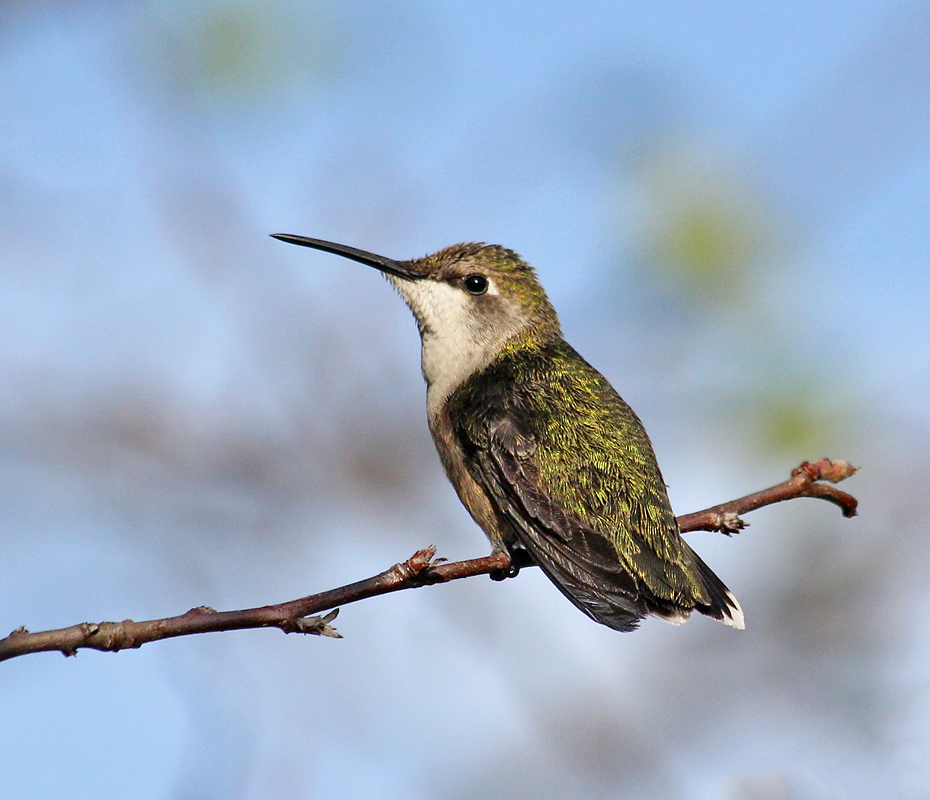 Hummingbird in Tree & Repost