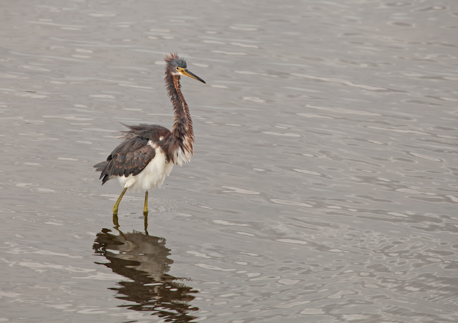 Ruffled Feathers