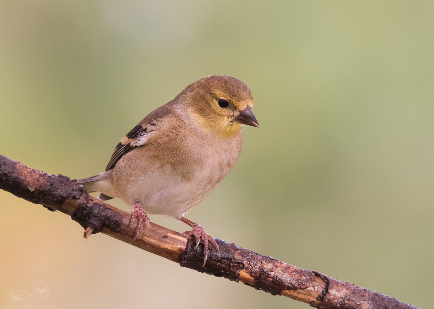 American Goldfinch