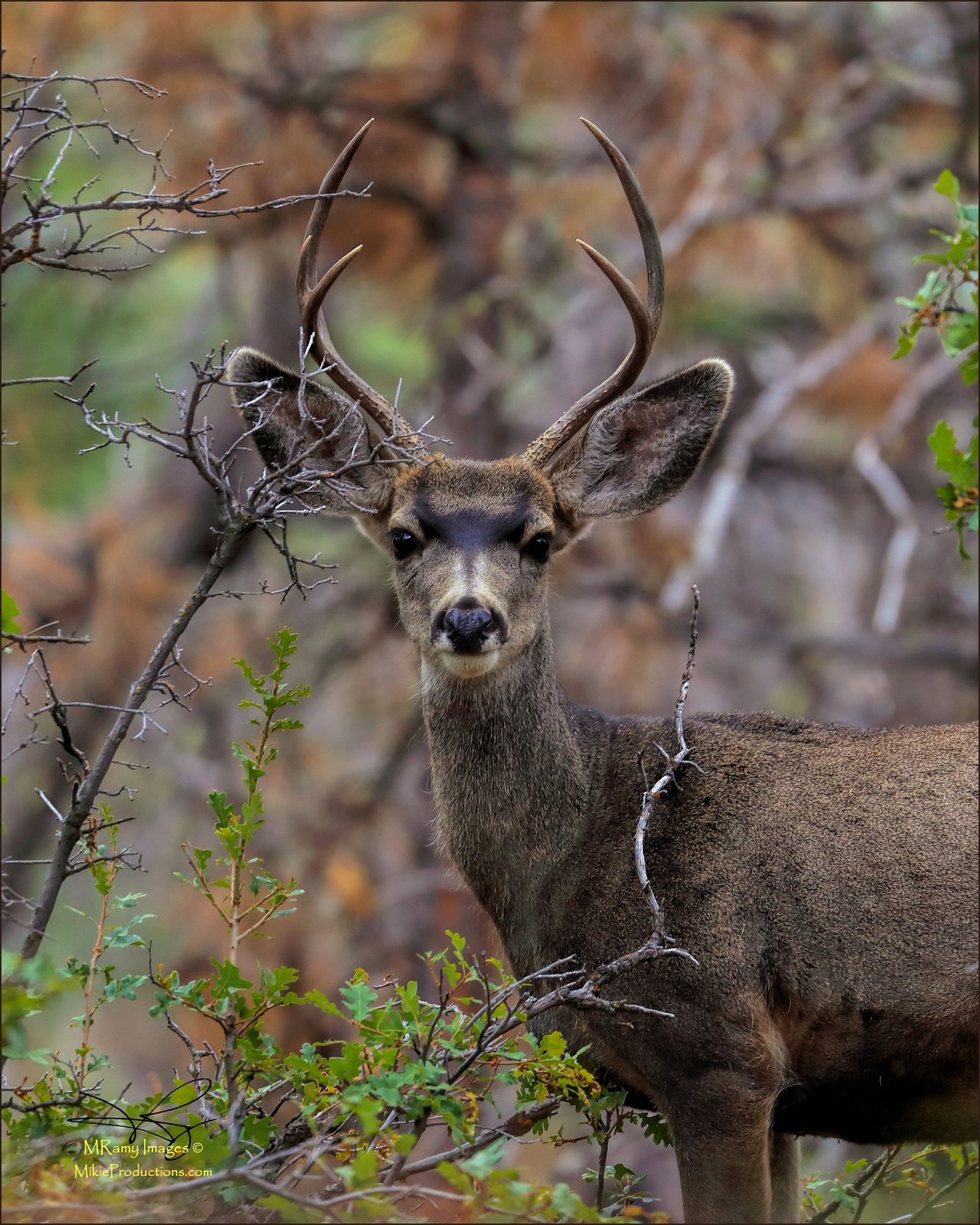Arizona Buck