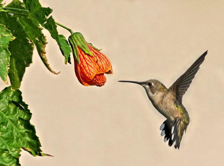 Hummingbird hover