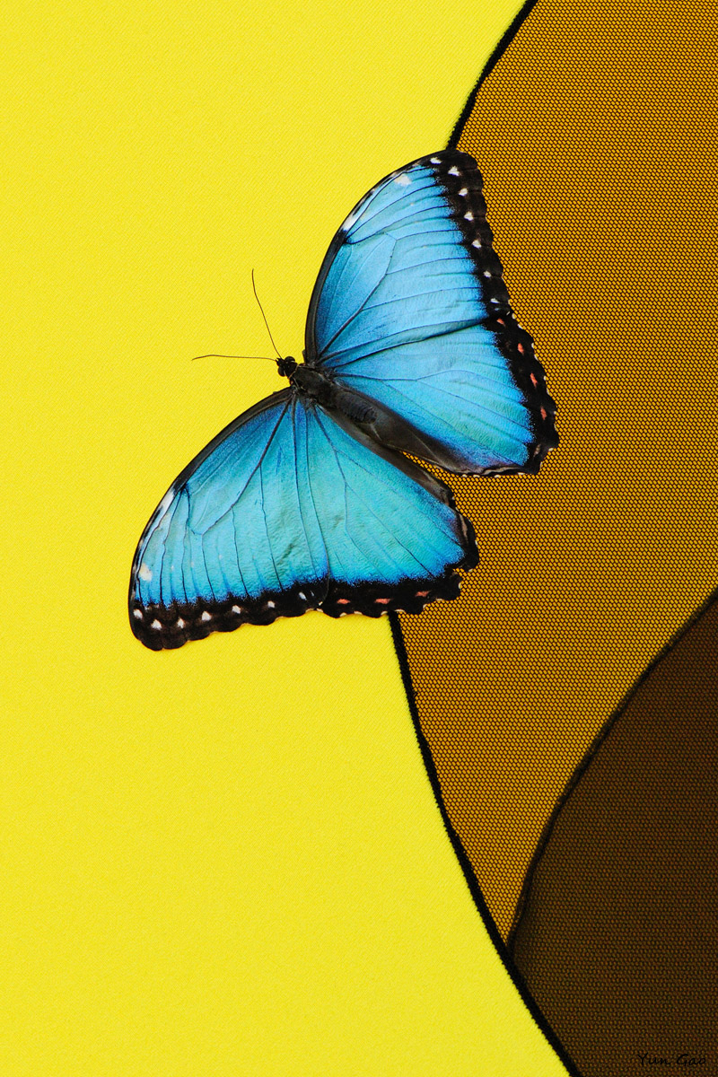 Blue Morpho