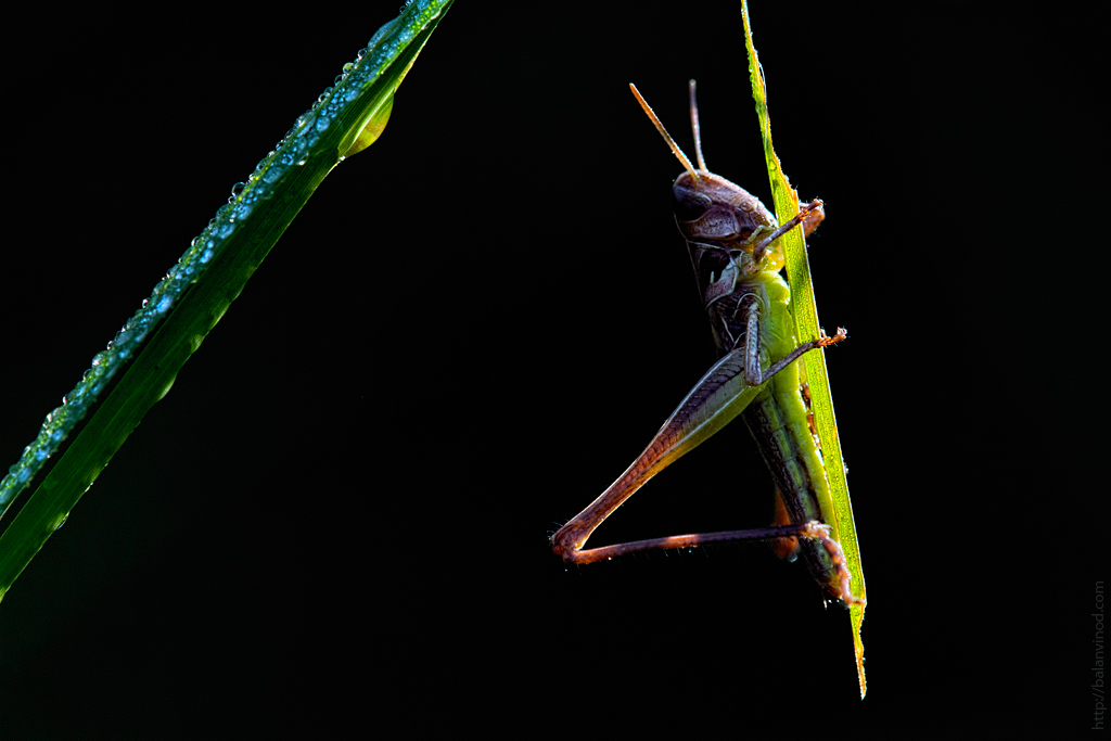 First Light