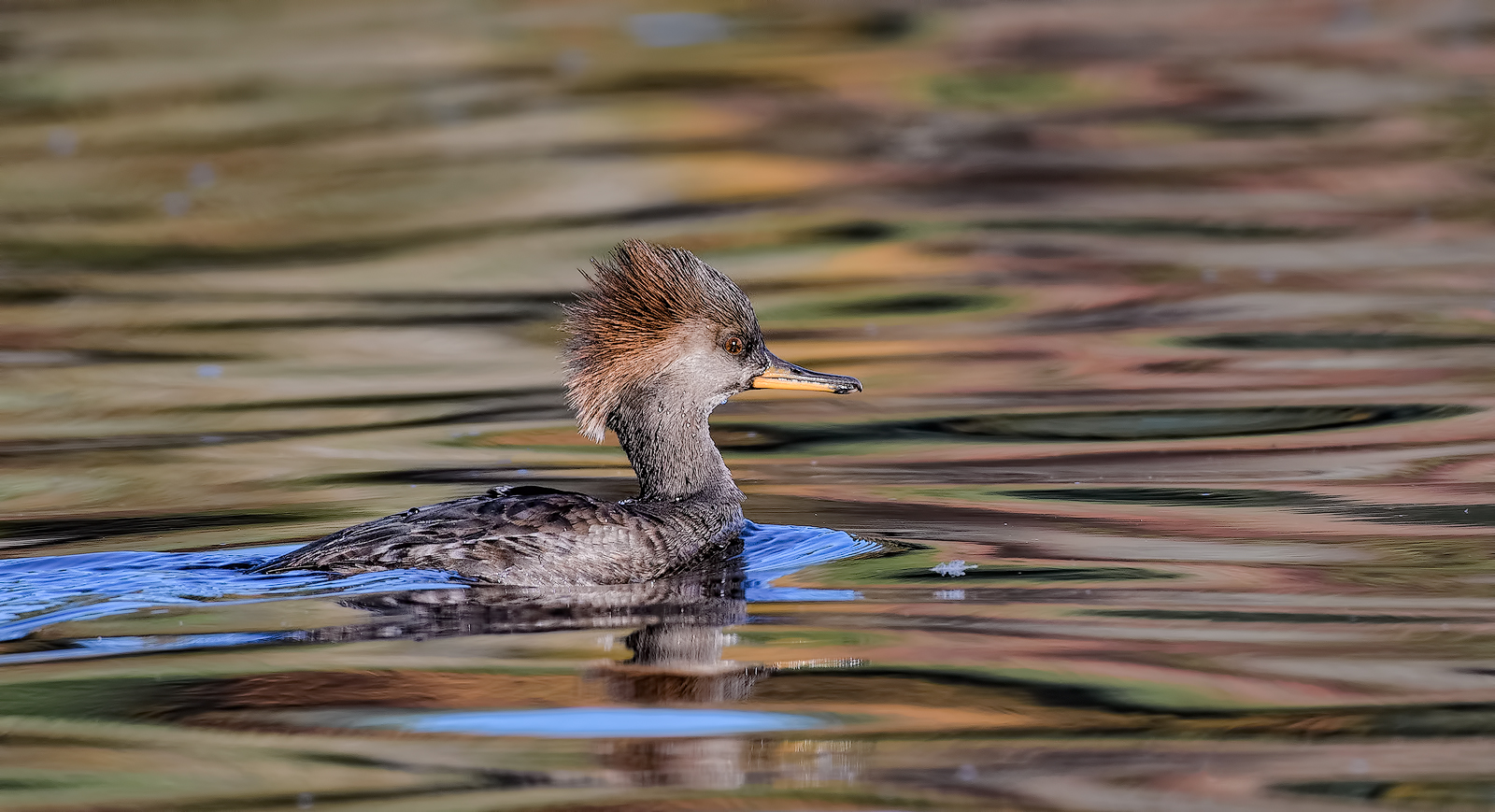 Hooded Merganser