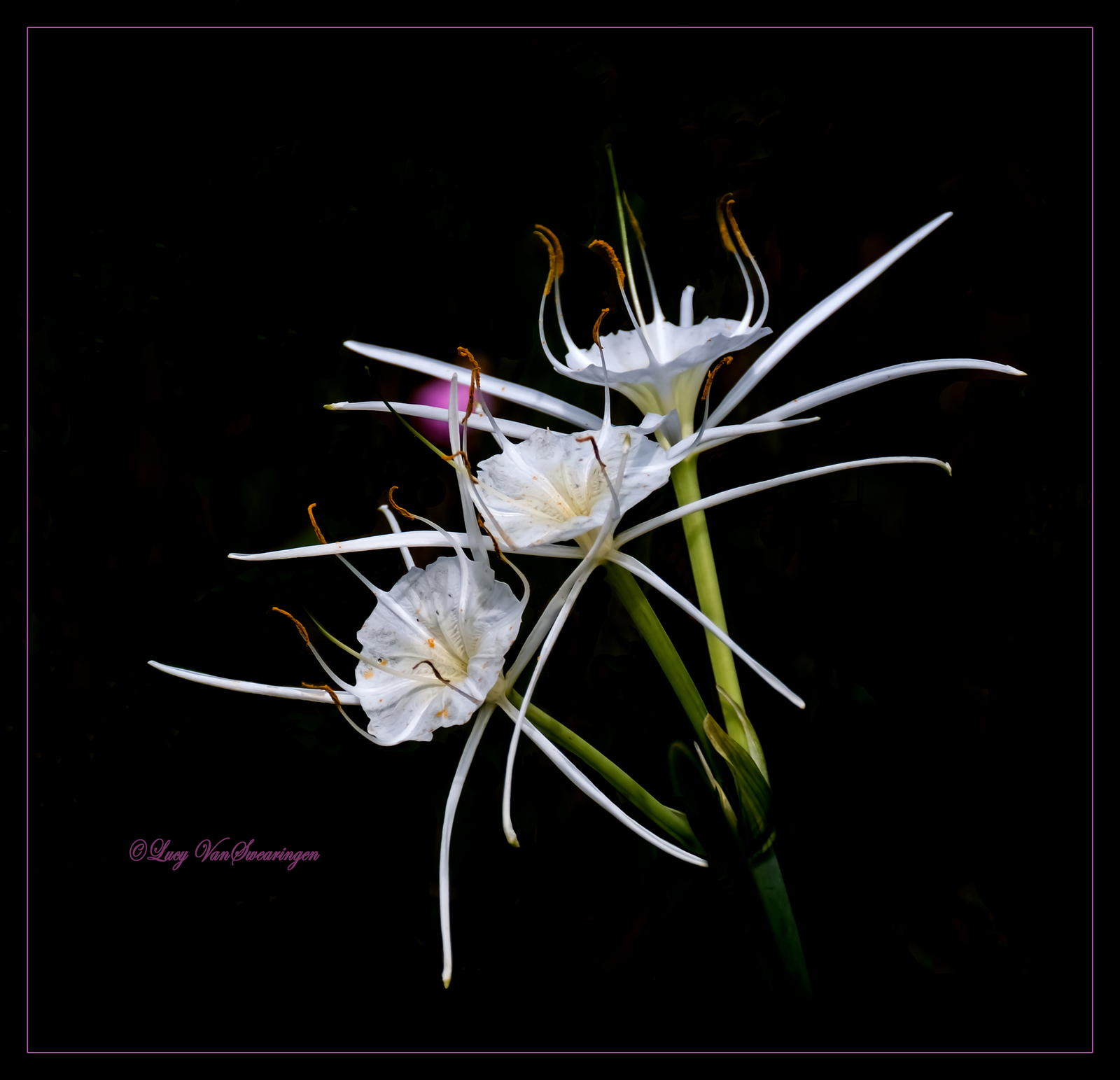 Bouquet of Spiders