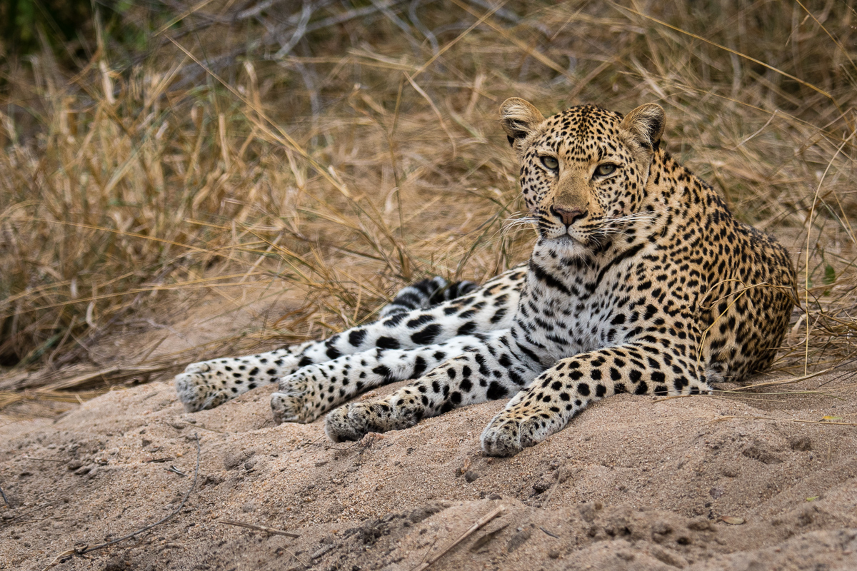 Female Leopard