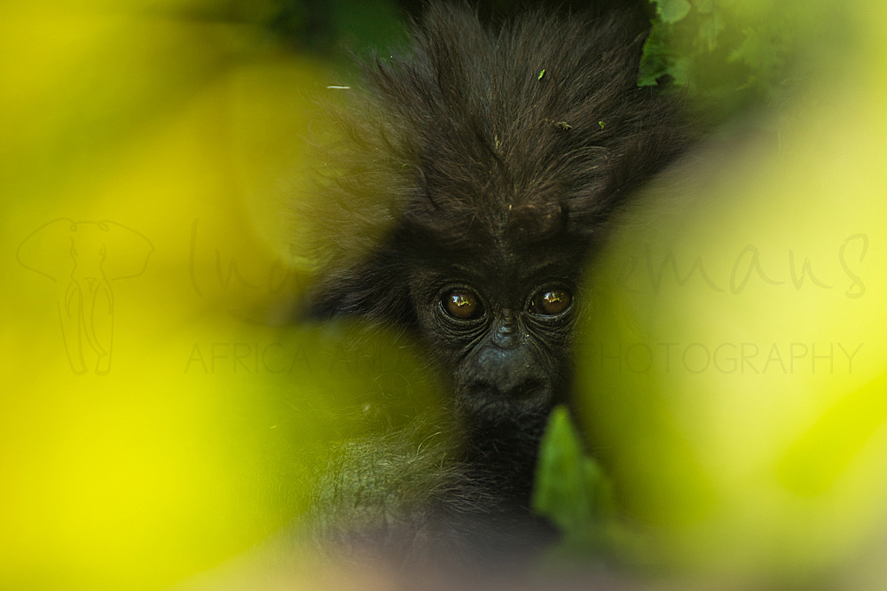 Baby Gorilla