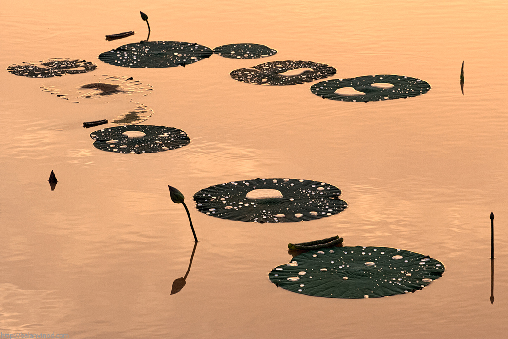 Morning Waterlilies