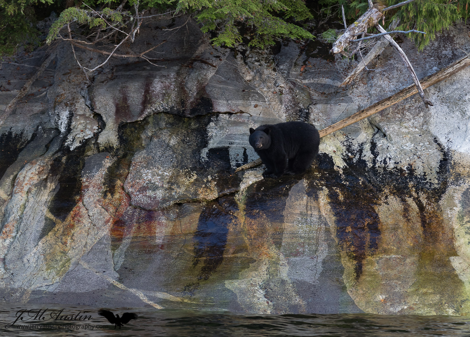 Scavenging for Mussels