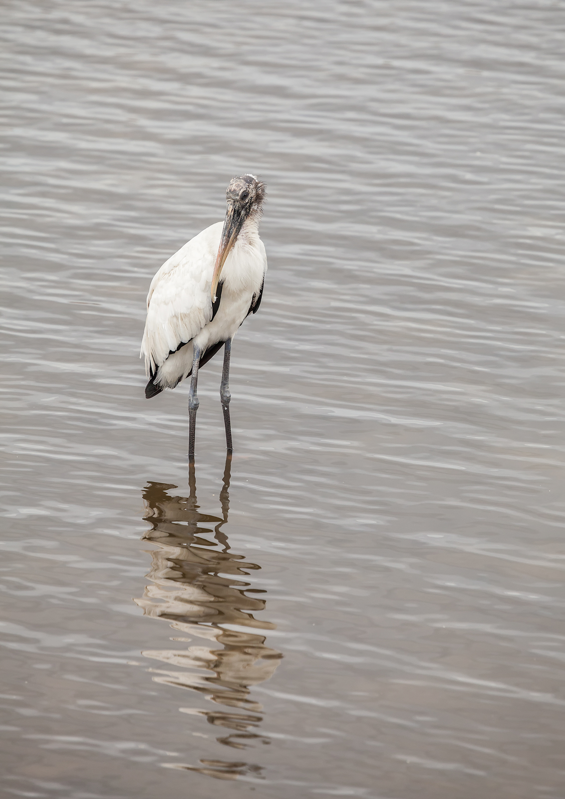 Wood Stork