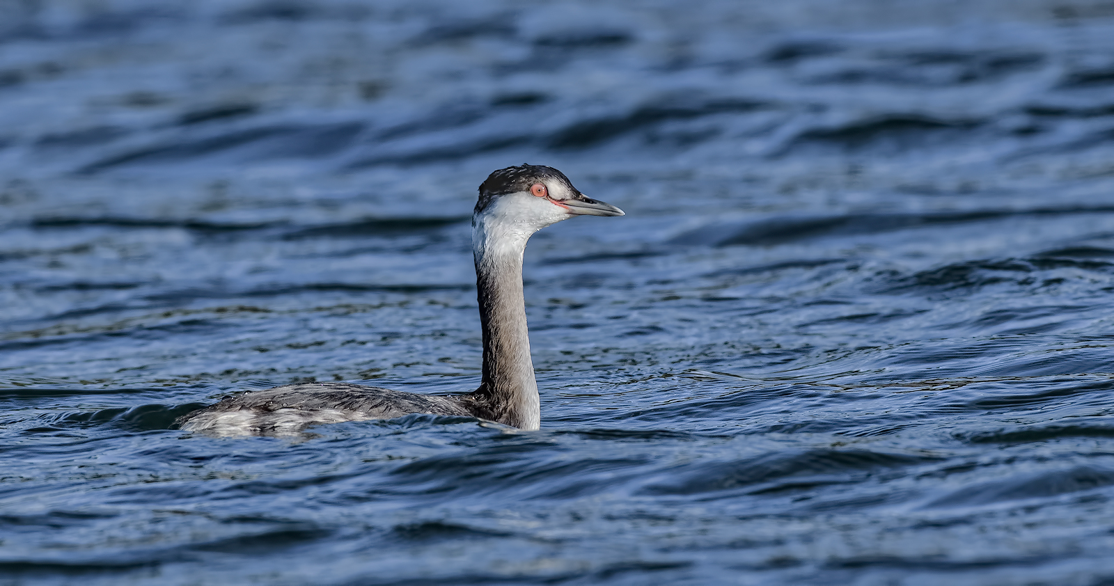 Horned Grebe & 2nd image