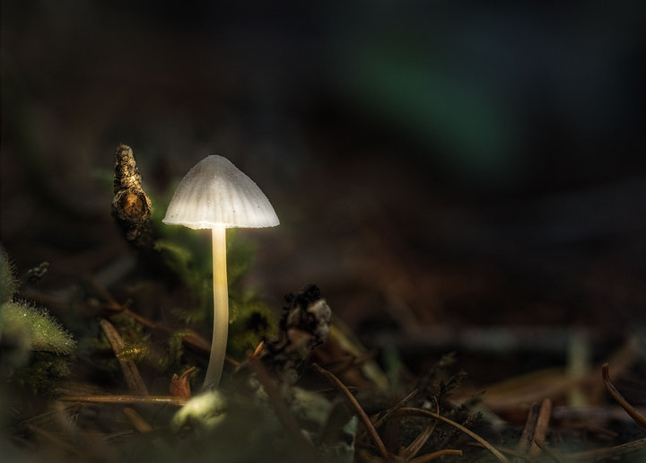 Night light