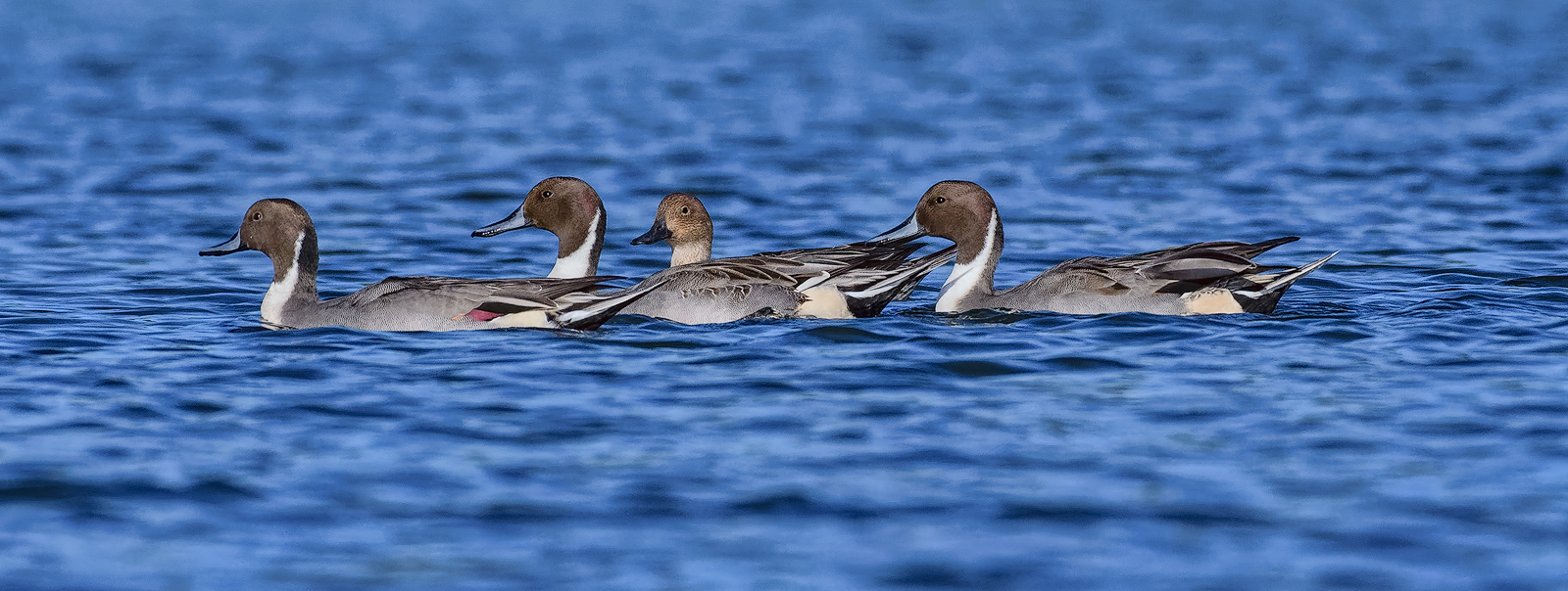 Pintails on Parade/RP